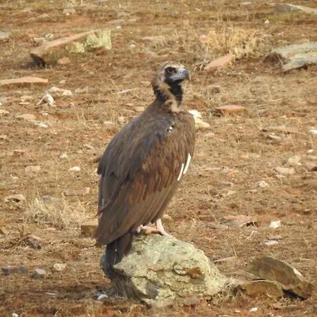 Летний дом Monfraguee Вильяреаль-де-Сан-Карлос