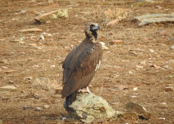 Летний дом Monfraguee Вильяреаль-де-Сан-Карлос