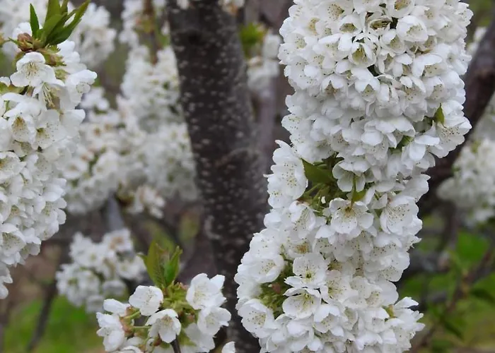 Monfraguee Летний дом *