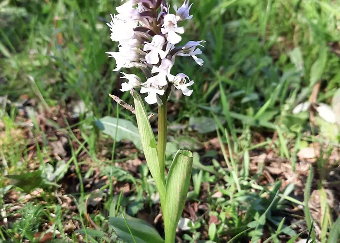 Monfraguee * Вильяреаль-де-Сан-Карлос